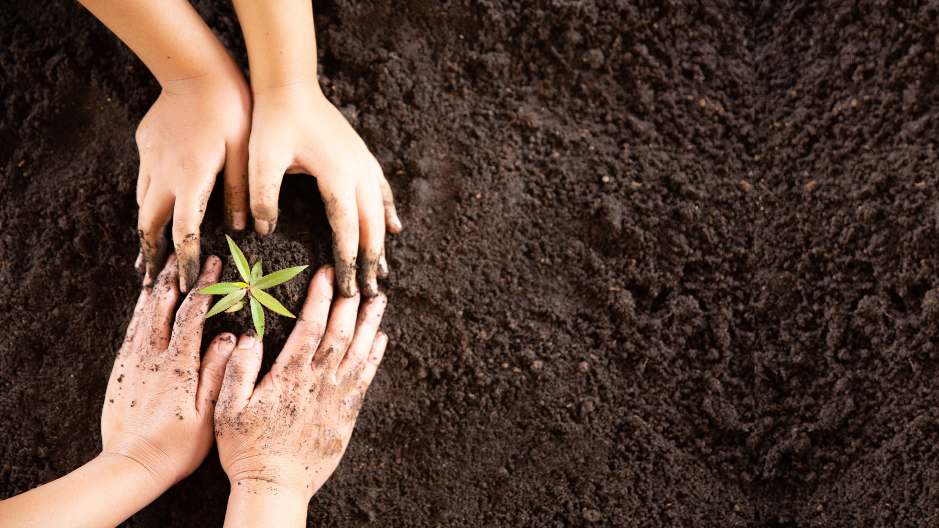 Imperio Cargo Express - Compañía experta en soluciones integrales de ...